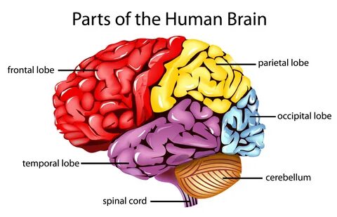 Download Human brain for free 