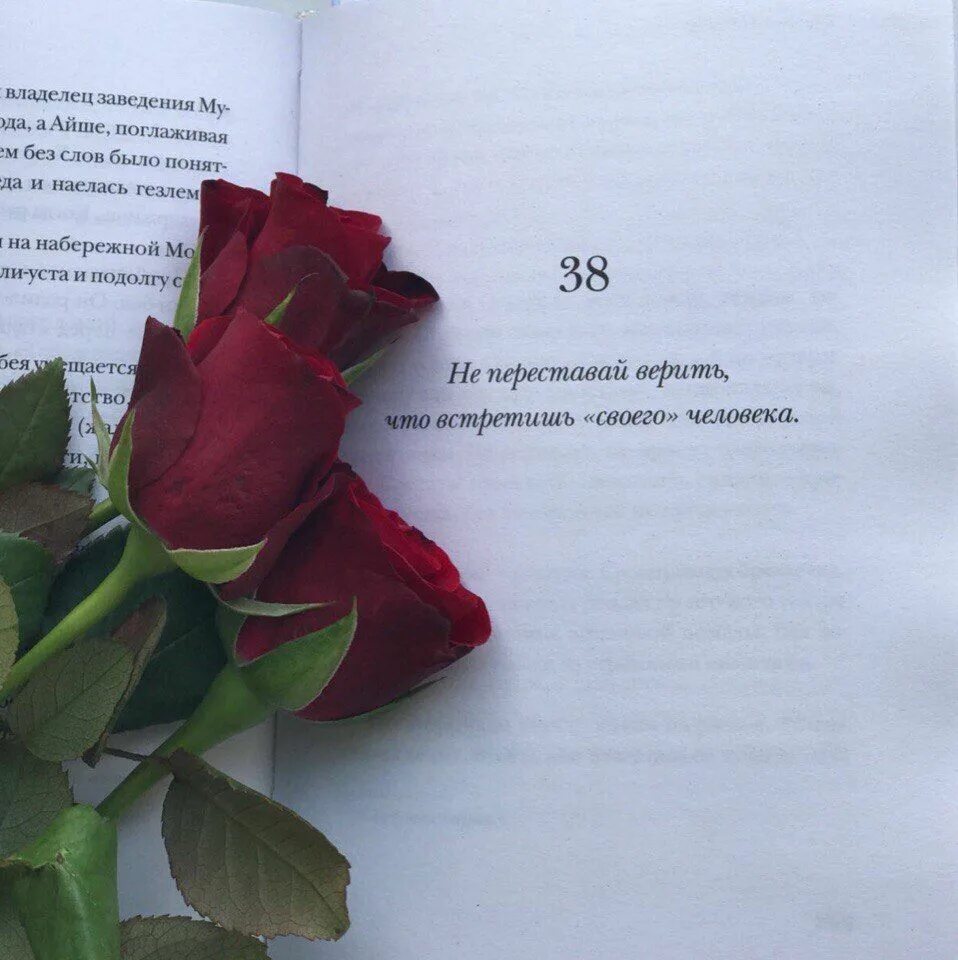 Красивые высказывания о розах. Фразы про розы. Цитаты про розы. Афоризмы про розы.