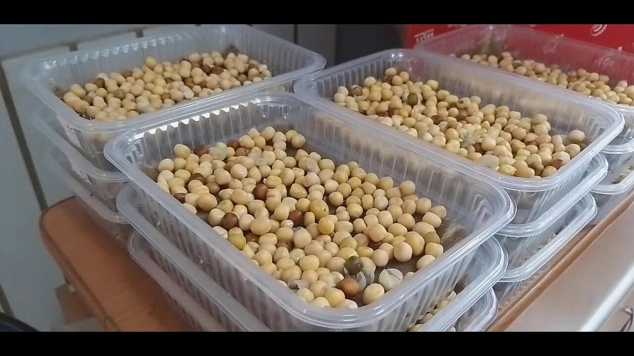 Лучший горох для посадки. Мта для посева гороха. посев гороха на полях. посев гороха в живописи.