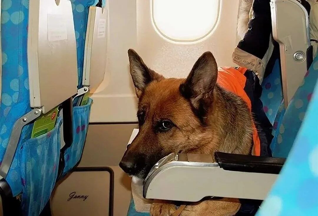 Можно перевозить собак в самолете. Животные в салоне самолета. Собака в самолете. Немецкая овчарка в самолете. Овчарка в салоне самолета.