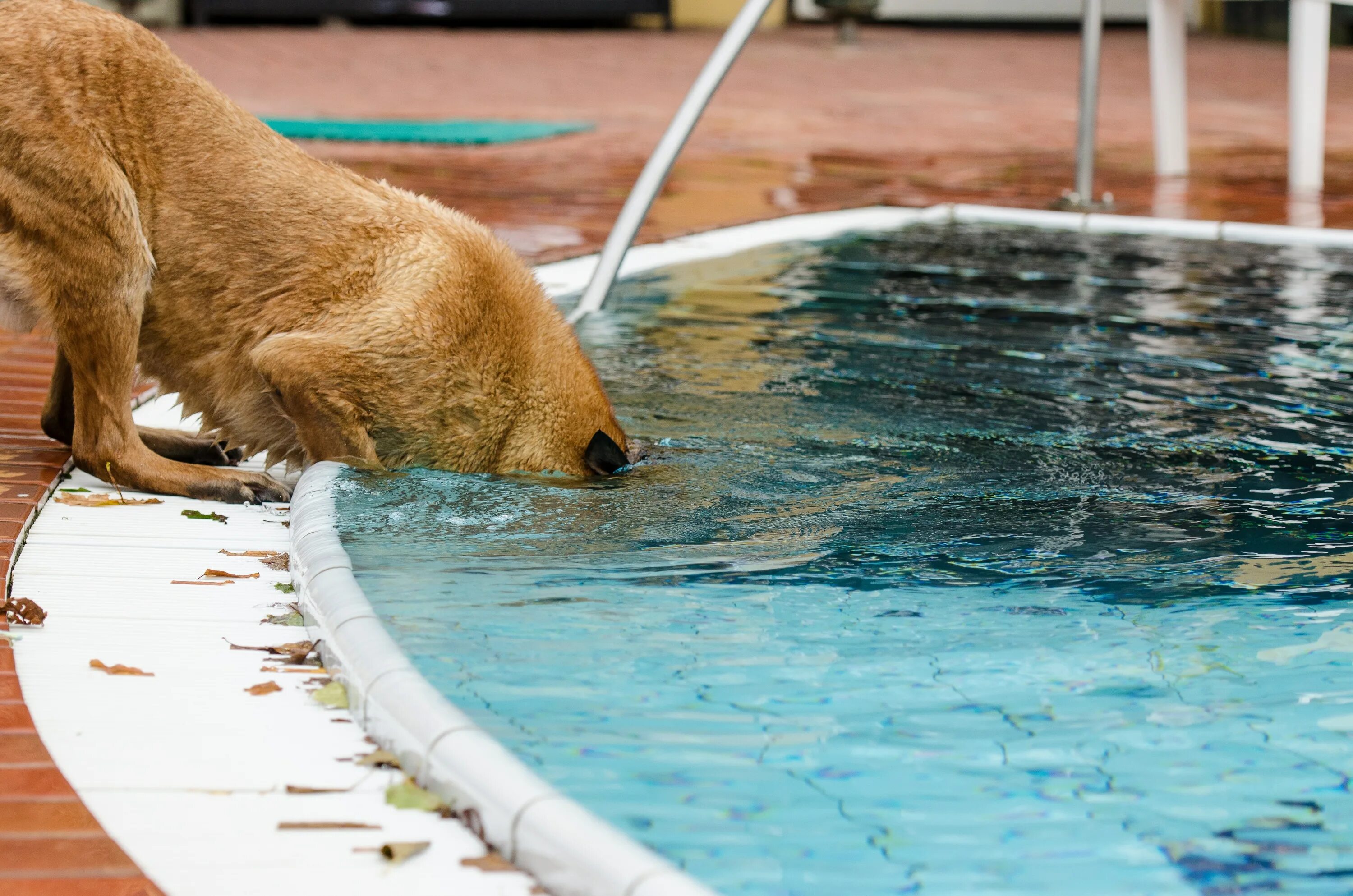 Учи рыбу плавать а собаку лаять. Бассейн для собак. Животные в бассейне. Собачка в бассейне. Собака плавает.