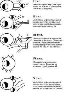 Тип иммунного повреждения