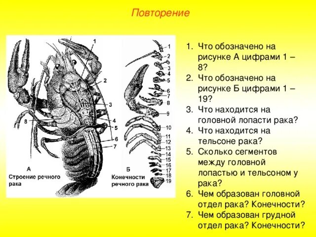 Внешнее и внутреннее строение речного рака. Лопасти у ракообразных. что находится на головной лопасти рака?. что находится на тельсоне рака?. названия всех конечностей речного рака, обозначенных цифрами:.