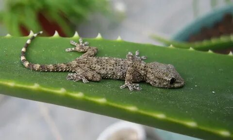 Like gecko