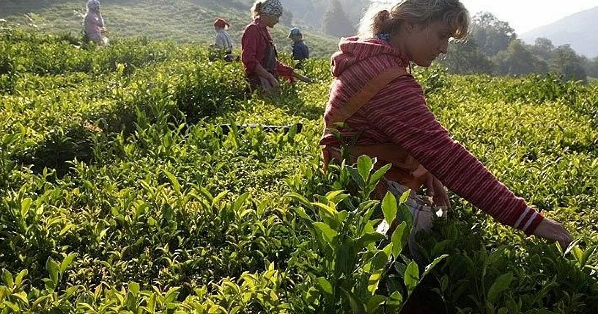 В россии растет чай. Мацеста чайные плантации. Плантации чая в Краснодарском крае. Краснодарский чай плантации. Чайные плантации в Краснодарском крае.