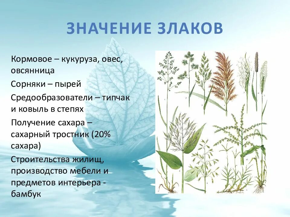 Каково значение злаков в жизни человека. Семейство злаковые значение. Значение злаковых растений. Злаковые представители и их значение. Значение злаковых растений в природе.