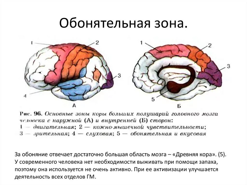 5 зон мозга. Обонятельный анализатор зона коры больших полушарий. Зона коры головного мозга отвечающая за обоняние. Центр обонятельного анализатора в коре больших полушарий. Зона обоняния в головном мозге.