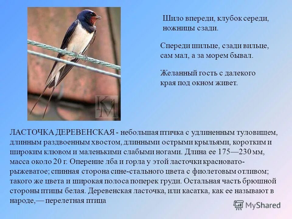 Деревенская ласточка касатка. Ласточка птица описание. Ласточка обитание. Деревенская ласточка описание. Ласточка.