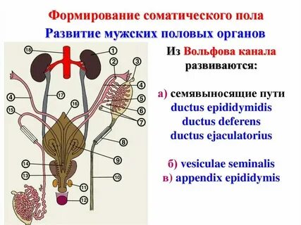 Виды половых органов у мужчин