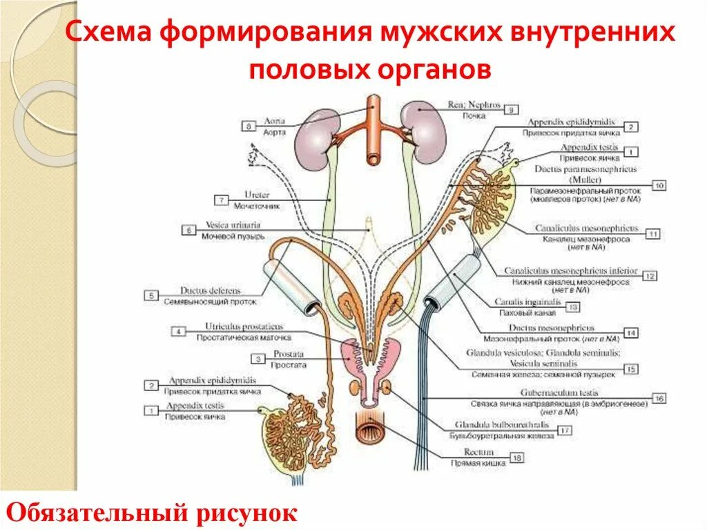 Половые органы строение функции. Строение мужских половых органов вид спереди. Мужская половая система анатомия латынь. Анатомическое строение мужской репродуктивной системы. Схема мужской половой системы (вид спереди).