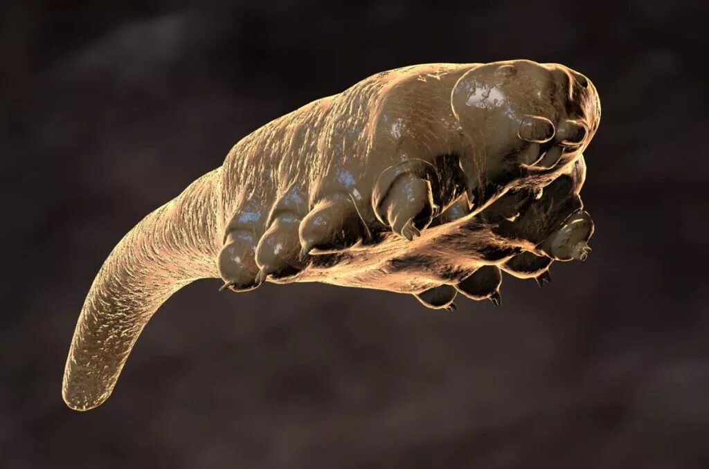 Клещ Железница (Demodex folliculorum). Демодекс Железница угревая