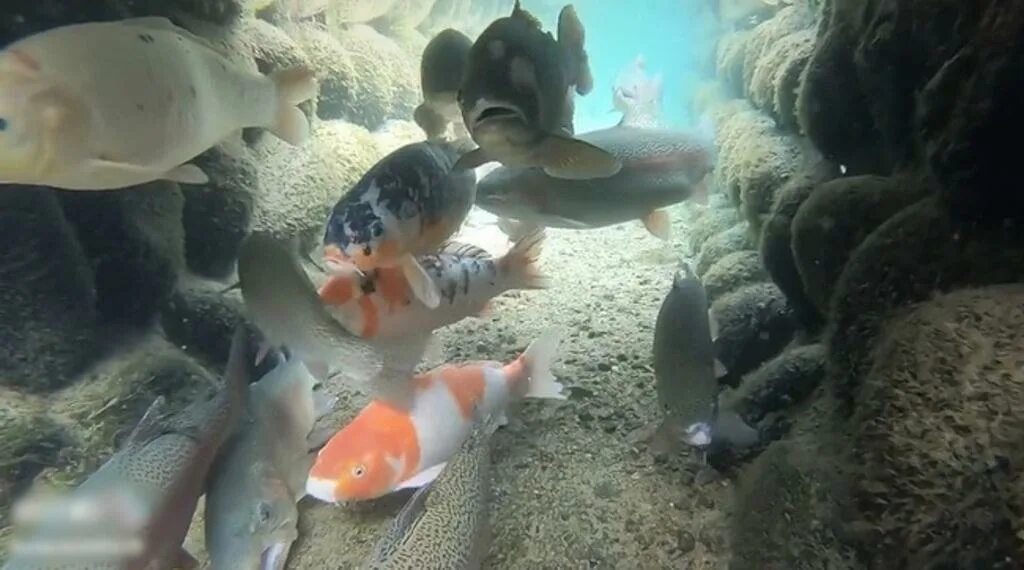 А рыбы в море плавают вот так. Песня а рыбки плавают вот. Рыбка красева ноты. Песня а рыбки плавают вот. Ливневка японии рыбы.