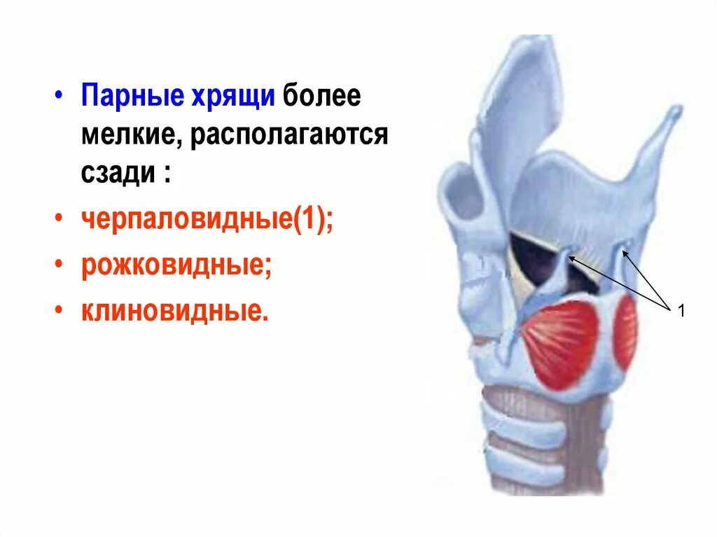 Укажите хрящи гортани. Строение гортани черпаловидные хрящи. Парные хрящи гортани анатомия. Черпаловидный хрящ анатомия. Хрящи гортани клиновидный парные.