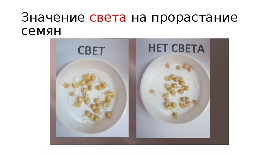 Влияет ли свет на прорастание семян