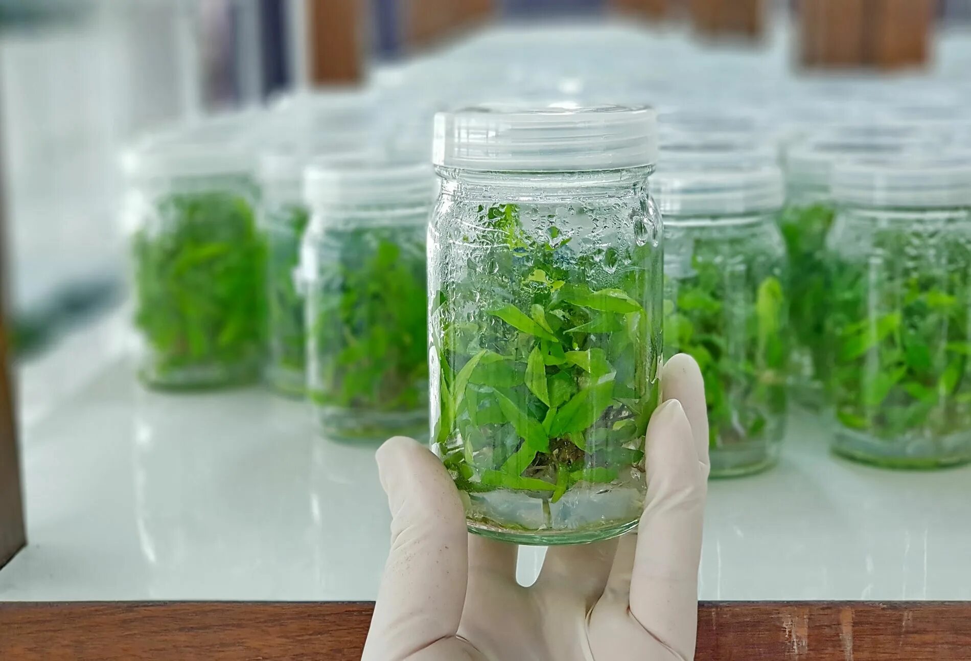 Аэропоника стеллажная ферма. Создание условий для растений. Лекарственные растения для дошкольников. Создание условий для растений. Лекарственные растения для дошкольников.