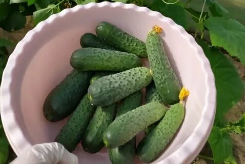 Огурец для консервирования сорта