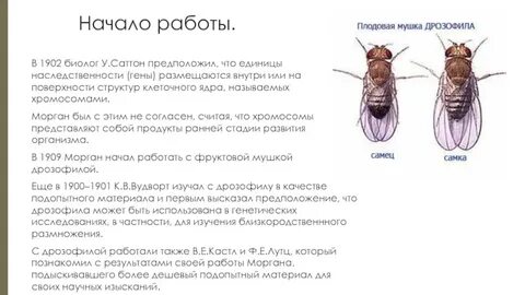 Число хромосом плодовой мушки дрозофилы