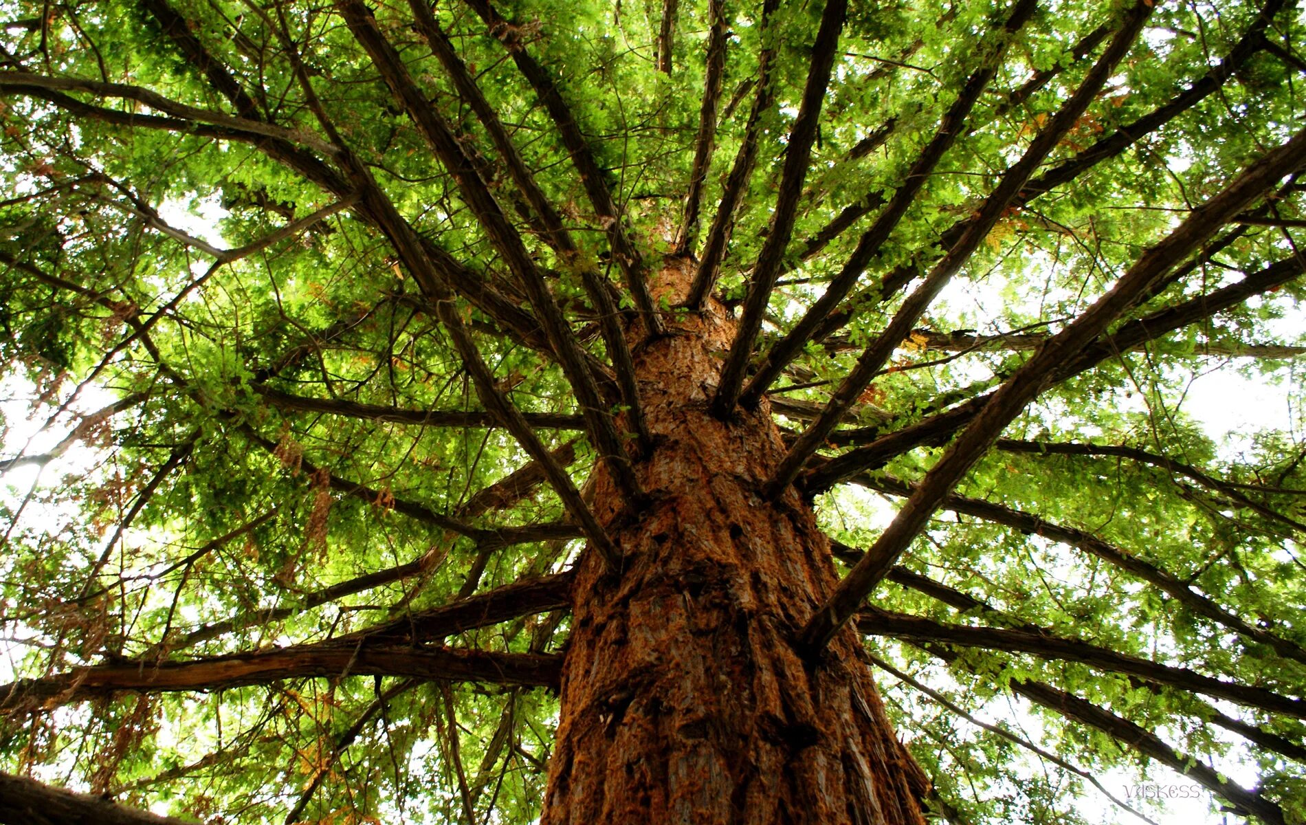Phone tree