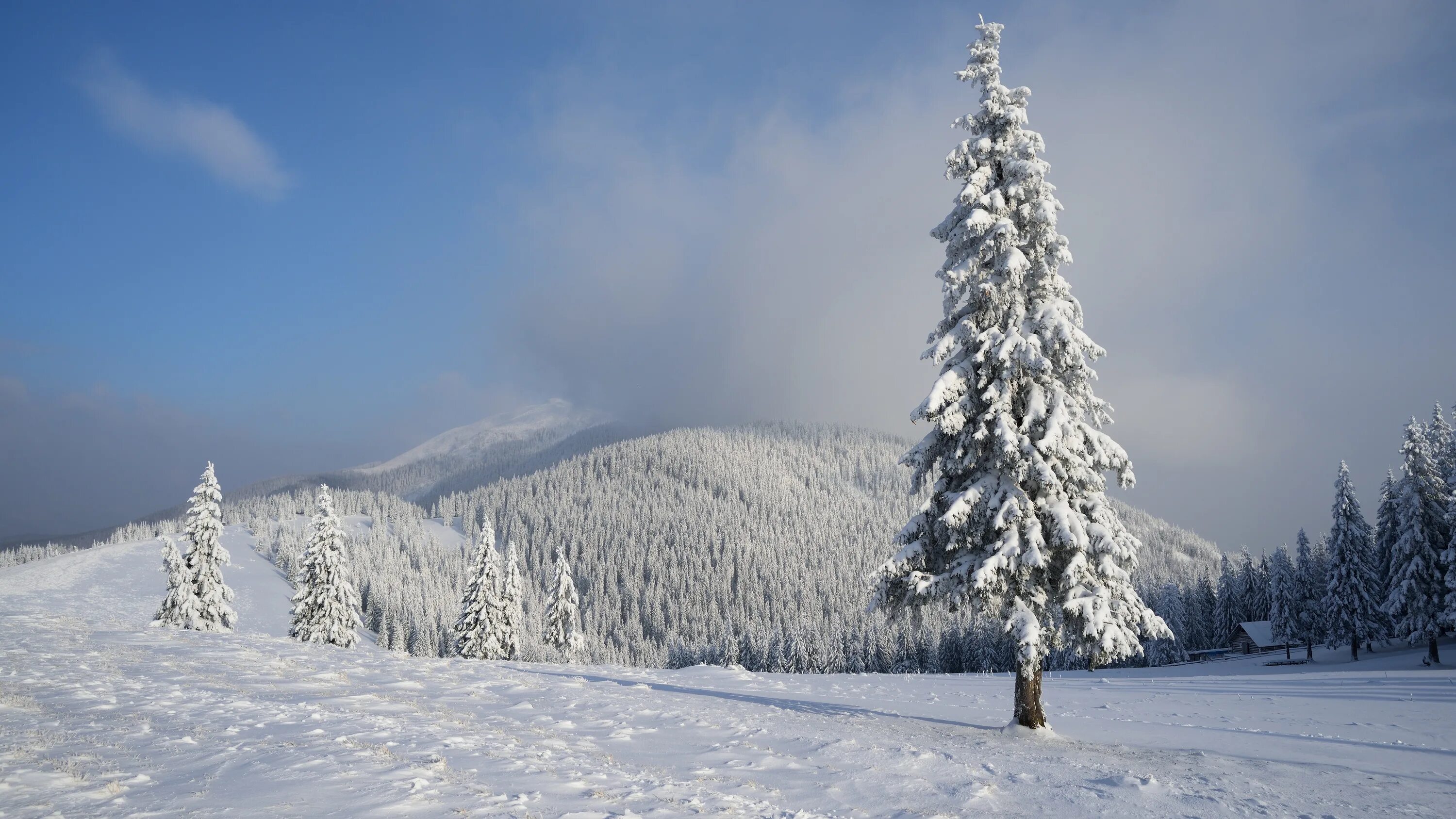 поет зима, аукает. снежный лес. красивая зима. зимняя природа. леса зима.