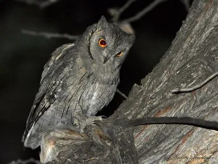 Otus