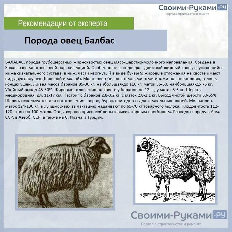 Романовская порода овец скрещивание. Балбас порода овец. Овцеводство породы овец. Романовская порода породы овец. Сколько вес барана