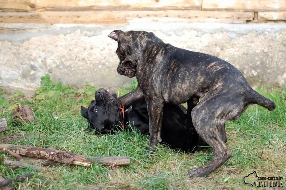 Собачьи бои кане корсо. Аргентинский дог против кане корсо. Итальянский мастиф кане-корсо. Собака гладиатор кане корсо. Собачьи бои кане корсо против алабая.