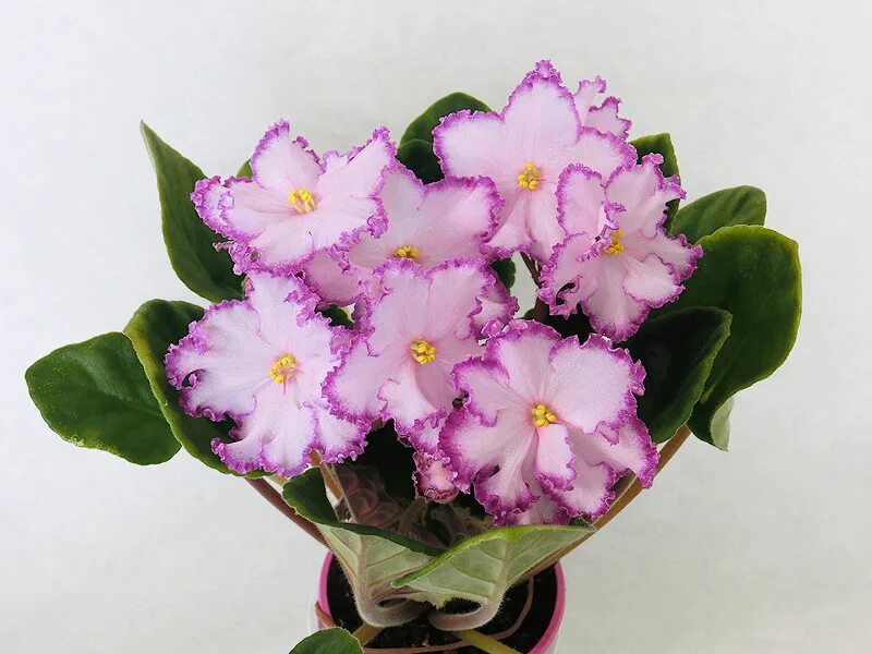 фиалка драгоценность люкс. Kz драгоценность фиалка. фиалка kz. фиалка kz. фиалка colonial werris greek.