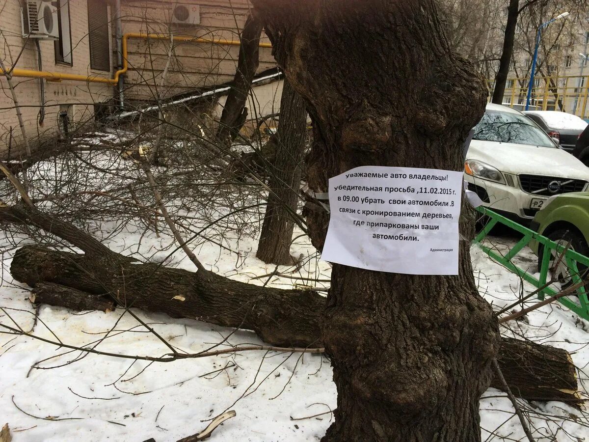 Придомовая вырубка деревьев. Деревья возле многоквартирного дома. объявление о кронировании деревьев. деревья во дворе. спиленное дерево во дворе.