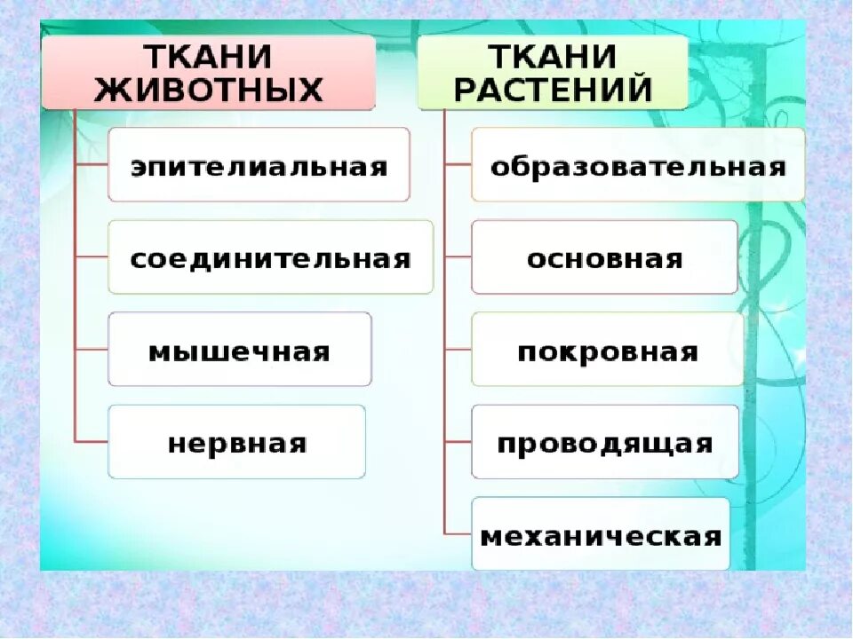 Таблица животных биология 5 класс. Ткани растений и животных. Типы тканей растений и животных. Растительные и животные ткани. Классификация тканей животных.