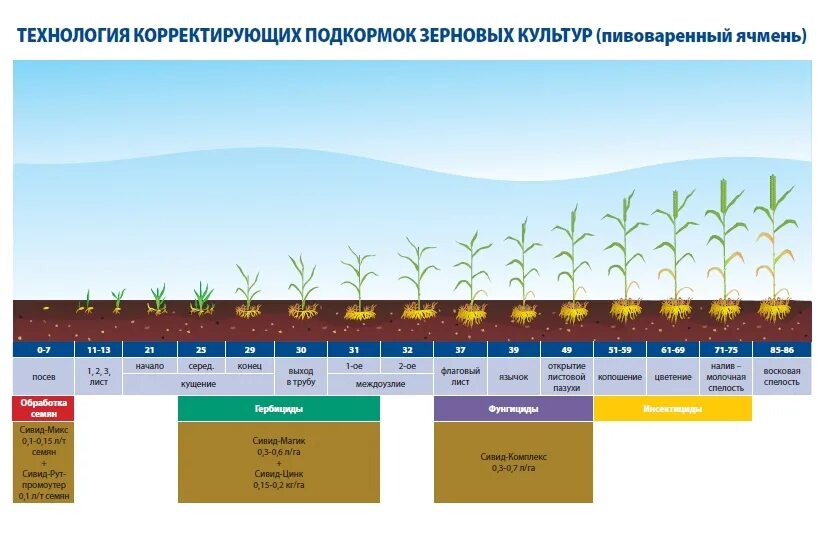 Развитие ячменя. Фазы развития озимого ячменя таблица. Фазы развития ячменя ярового. Схема защиты ячменя пивоваренного. Схема защиты ярового ячменя.