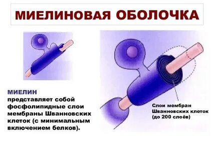 Основные белки миелина
