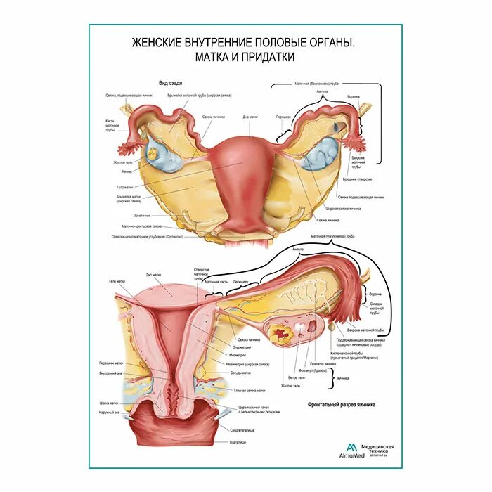 Система женских половых органов. Строение женских.половых органов. Строение женской половой системы анатомия. Женский половые органы матка и придатки.