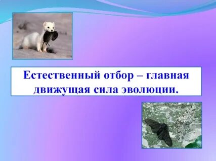 Естественный отбор главная сила эволюции