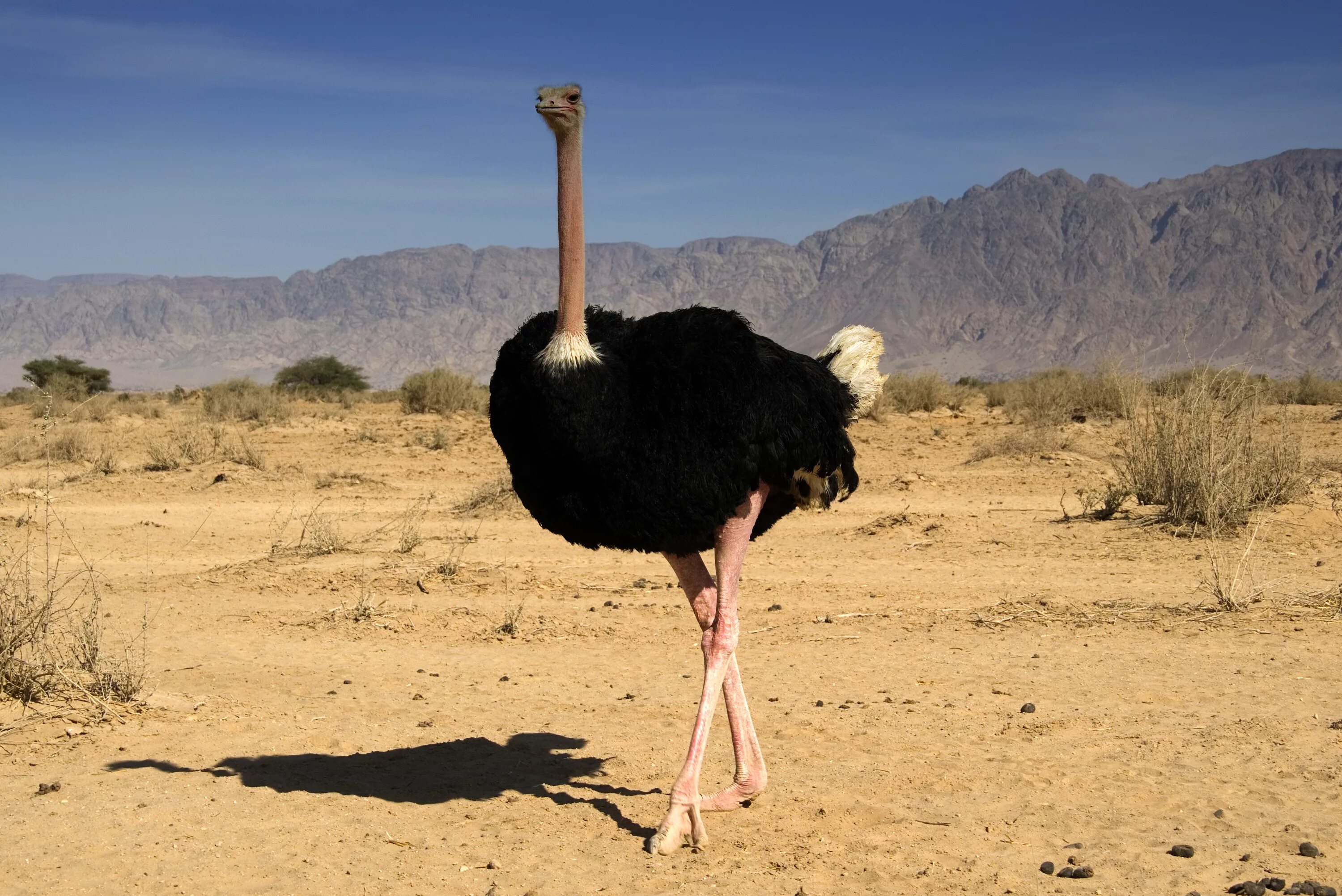 Африканский страус Африканский страус. Африканский страус нанду. Африканский страус рост. Африканский страус самая большая птица в мире. Картинка большой птицы
