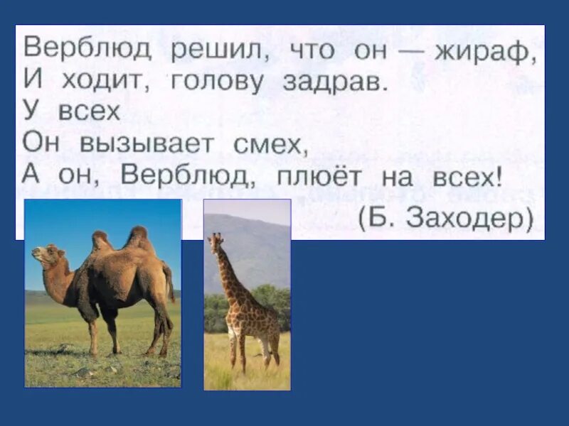 Твердые звуки в слове жирафов. Верблюд решил что он Жираф и ходит голову задрав. Верблюд решил что он Жираф. Высота верблюда в метрах. Заходер Жираф.