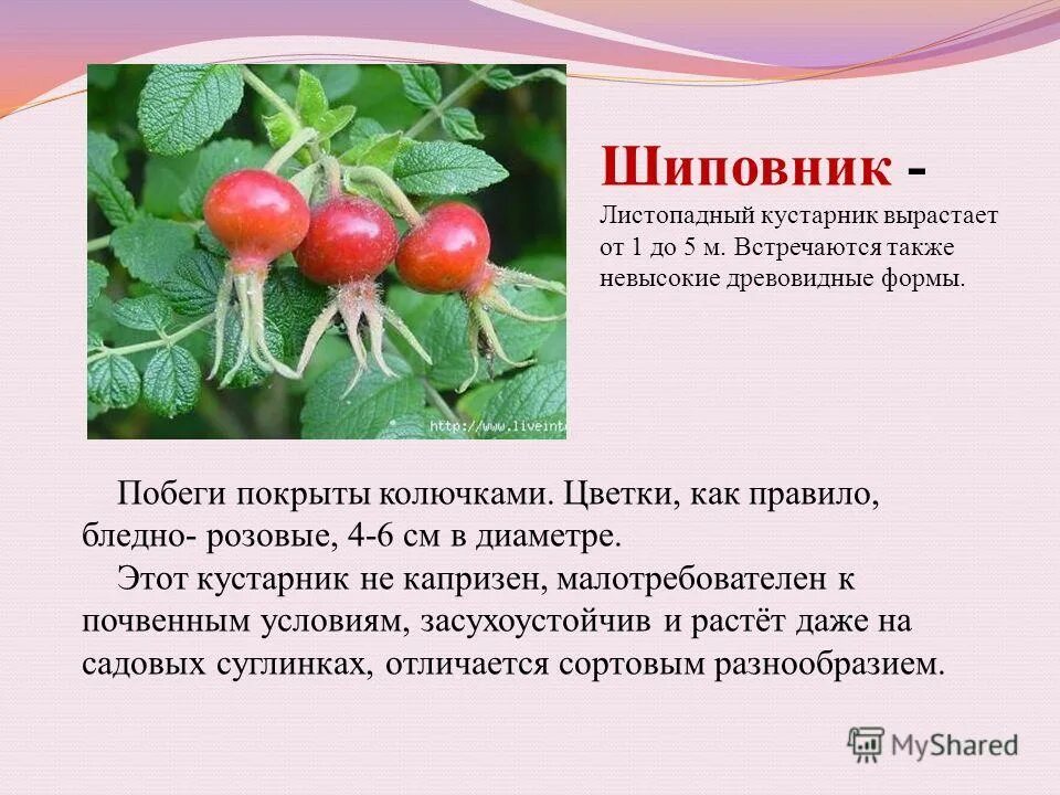 Шиповник имеет жизненную форму. Видоизменение листьев шиповника. жизненная форма шиповника. иголки шиповника видоизменение. шиповник колючки видоизменения.