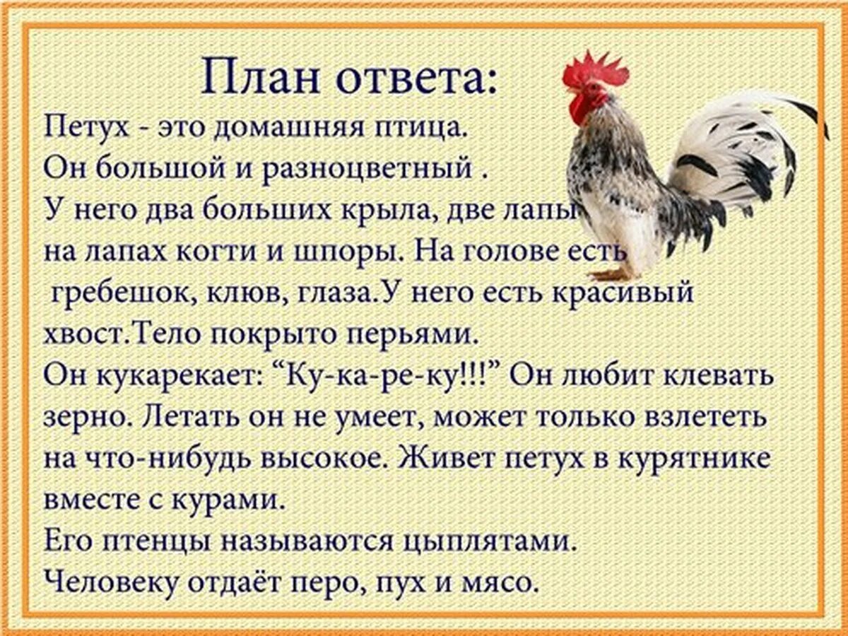 Верный петух. Рассказ о домашних птицах. Рассказ об тамошних животных. Разказпро домашних животных. Описание домашних живот.