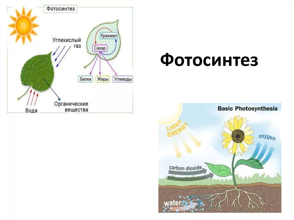 Рисунок фотосинтеза. Процесс фотосинтеза у растений схема. Схема отражающая процесс фотосинтеза. Фотосинтез растений схема 6 класс. Процесс фотосинтеза рисунок.