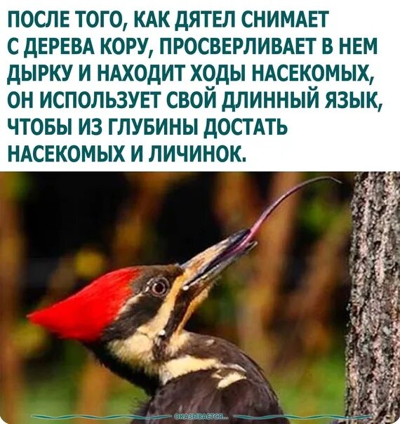 Дятел биологическое значение приспособлений. Язык дятла. дятел с высунутым языком. ящык двтла.. дятел с длинным клювом.