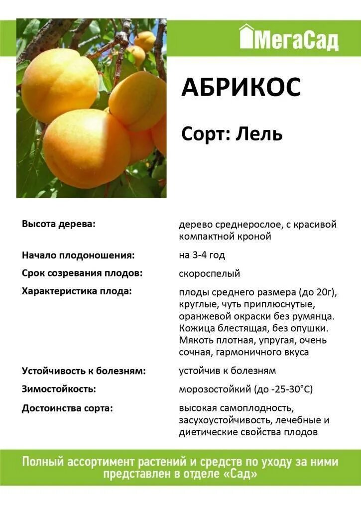 Сорт абрикосов лель. Абрикос сорта лель. абрикос лель дерево. абрикос характеристика плода. абрикос лель описание сорта.