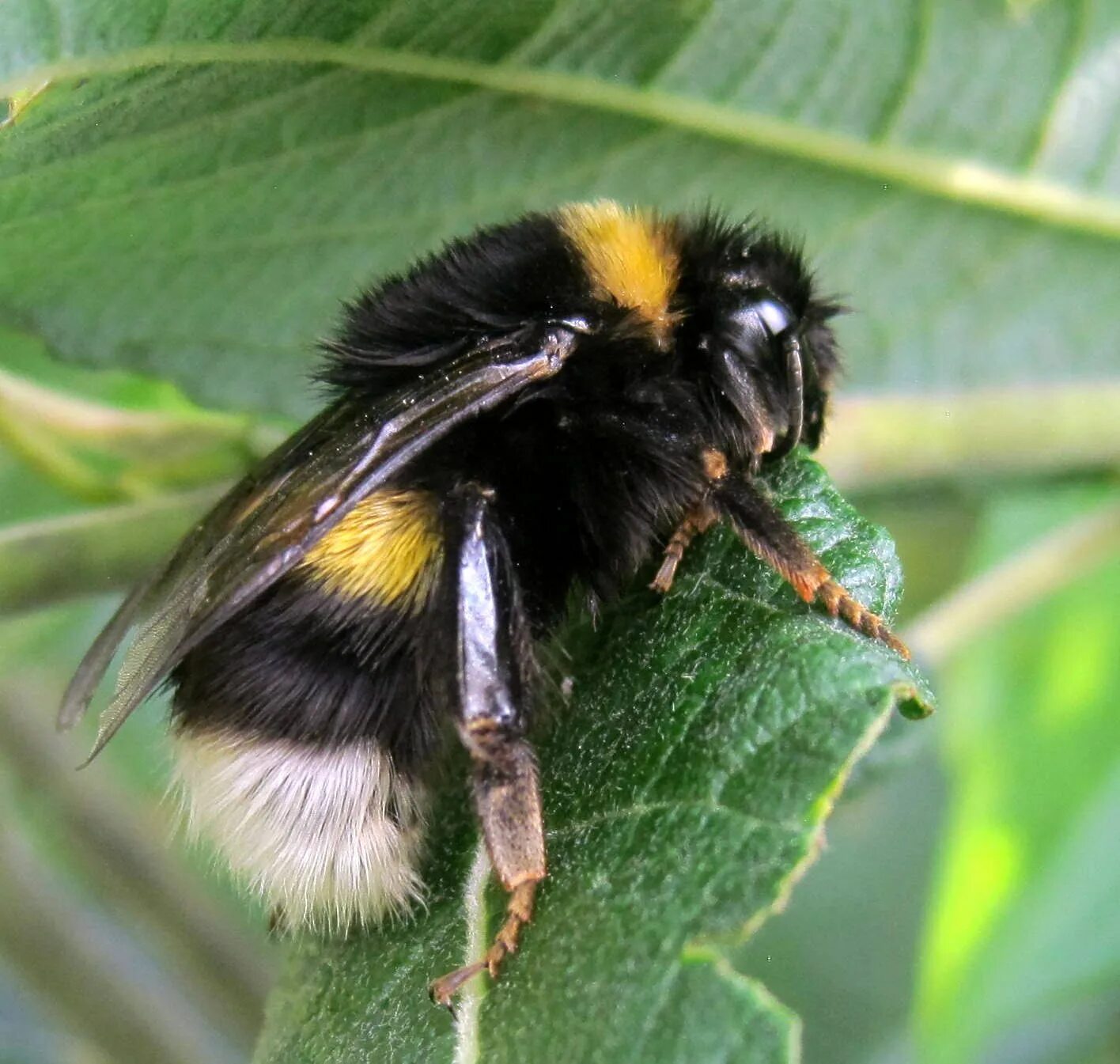 Как называется шмель. Шмель земляной bombus terrestris. bombus bombus шмель. bombus шмель гнездо. шмель обыкновенный (bombus).