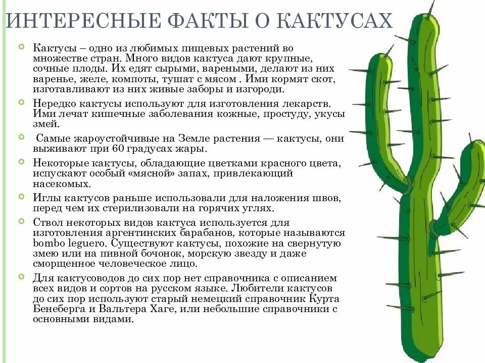 Внешнее строение кактуса. Описание кактуса. интересное о кактусах для детей. факты о кактусах. интересные факты о кактусах.