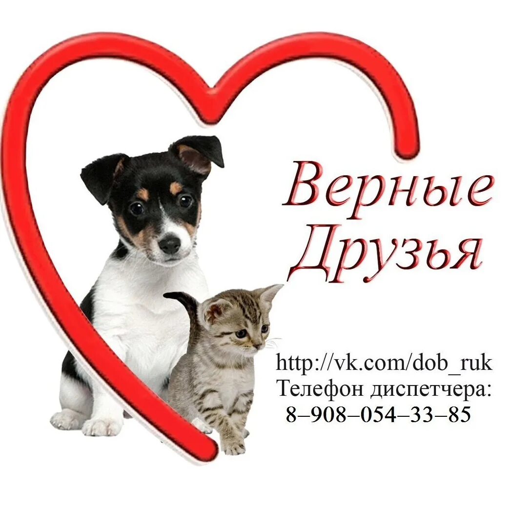 Верный друг чита. Приют верный друг новосибирск. Верный друг чита. Ветлечебница тюмень. Верный друг чита.