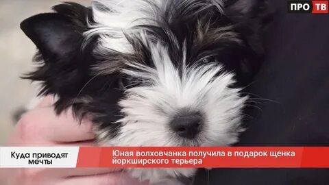 Подарили собачку а ей даже 14 нет
