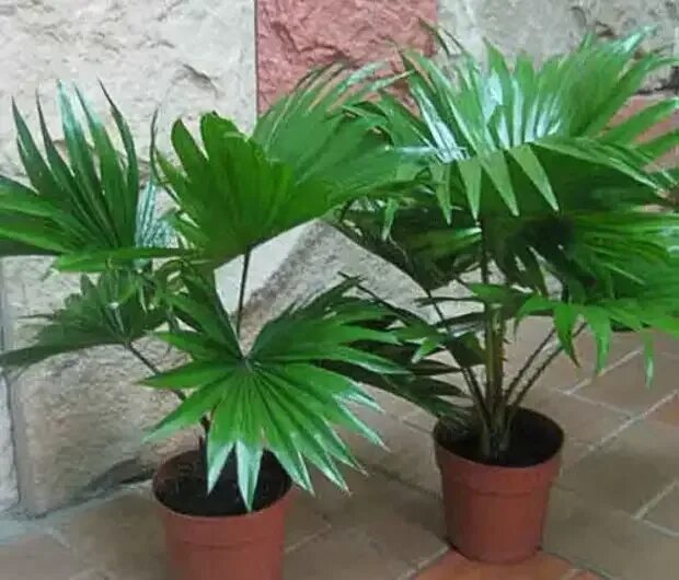 Листья похожие на пальму. Ховея и хамедорея. Комнатная Пальма Аргус. Пальма комнатная с широкими листьями. Комнатное растение похожее на пальму.