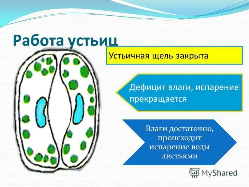 устьица у растений это. типы устьиц растений. устьица растений служат. устьица растений служат. устьице растительной клетки.