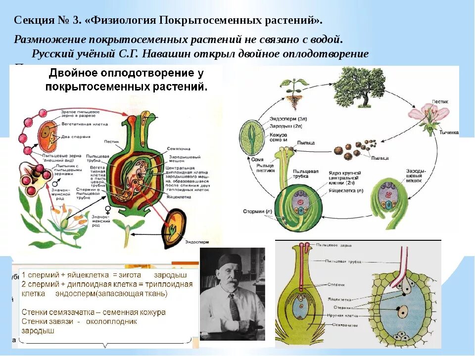 Ботаническая наука изучающая оплодотворение растений. Половое размножение покрытосеменных растений. Размножение покрытосеменных растений схема. Схема полового размножения покрытосеменных растений. Циклы размножения и развития покрытосеменных..