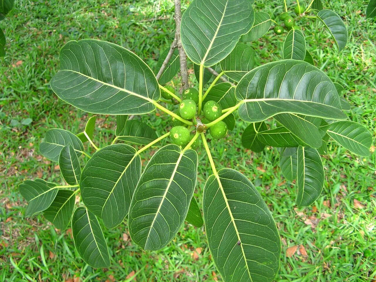 Фикус природная зона. Фикус бенгальский Саншайн. Ficus citrifolia. Фикус бенгальский Эудрей. Фикус Аурея.