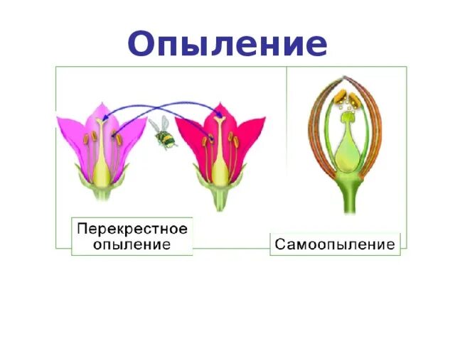 Как происходит опыление и оплодотворение. Опыление цветка схема. схема опыления цветковых растений. опыление двойное оплодотворение. процесс опыления цветка.