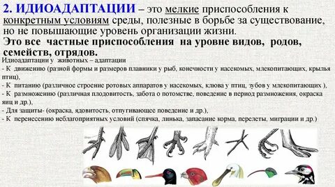 Выберите из предложенных примеры идиоадаптаций